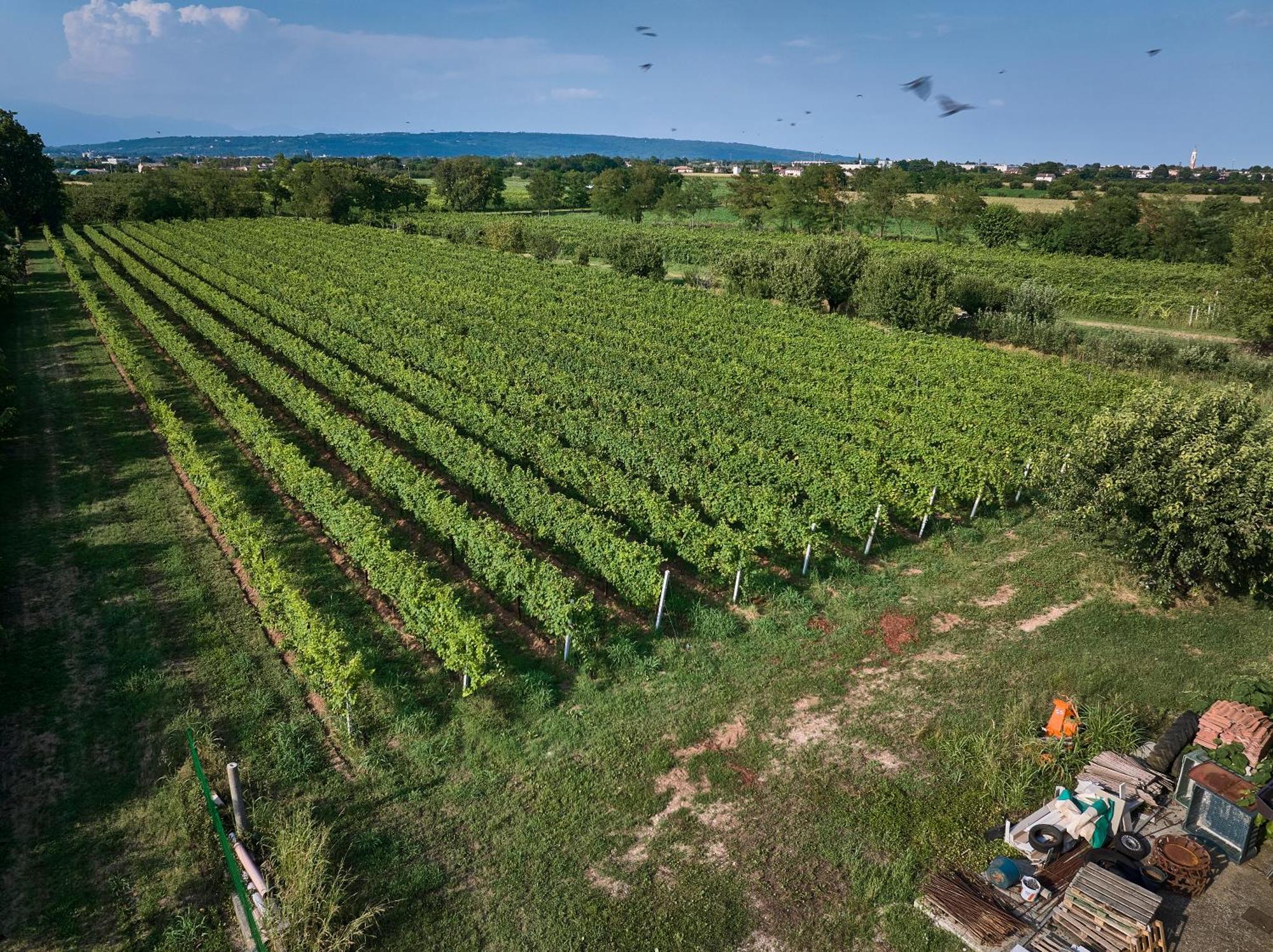Agriturismo Zappare Farm Hotel Trevignano 外观 照片