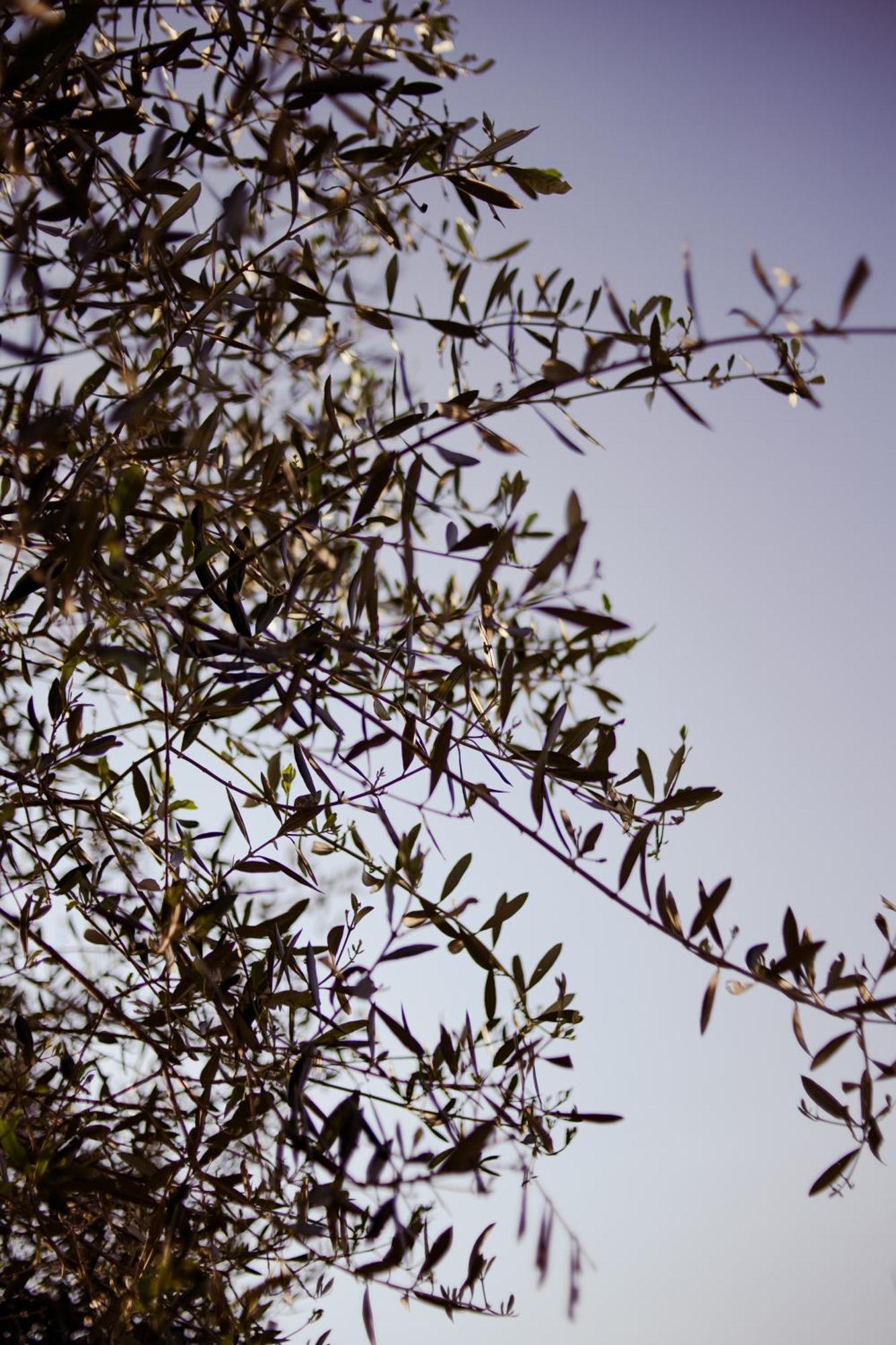 Agriturismo Zappare Farm Hotel Trevignano 外观 照片